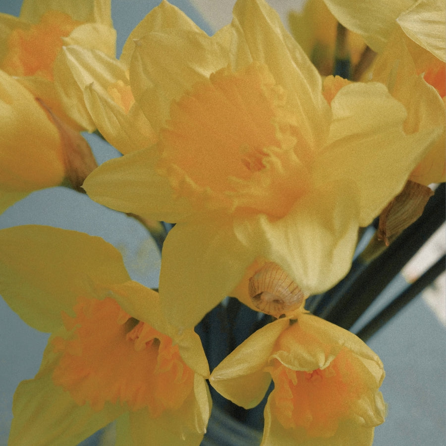 Close-up of bright yellow daffodils with orange centers, photographed in soft natural light against a pale blue background.